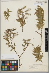Foto von Salix alba L. x Salix pentandra L.